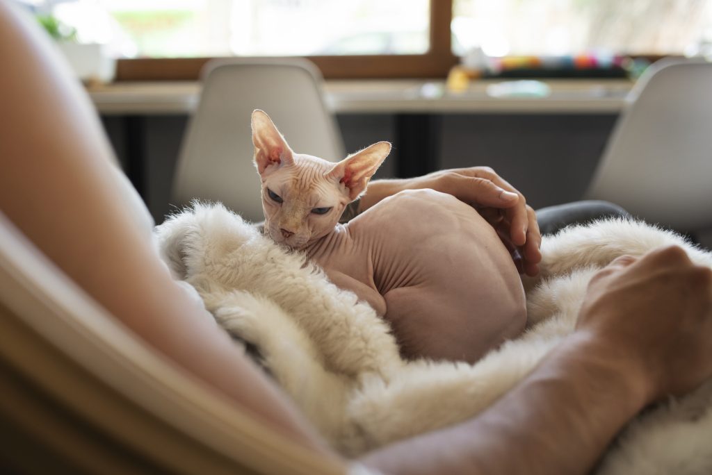 Pielęgnacja kota bez sierści – kompletny poradnik dla opiekunów