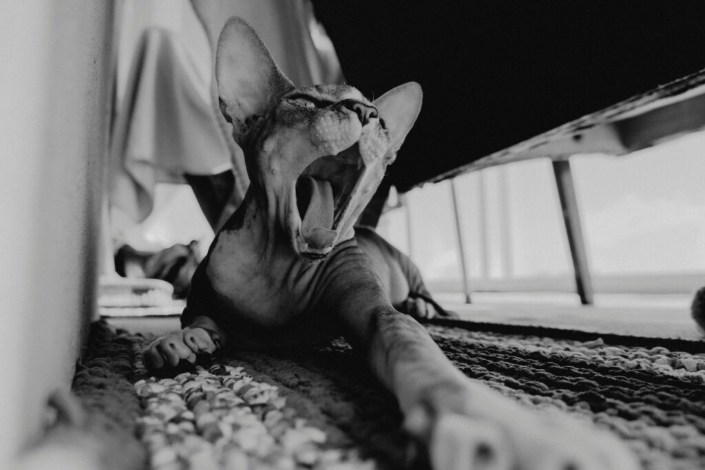 pexels almightyshilref 5110643