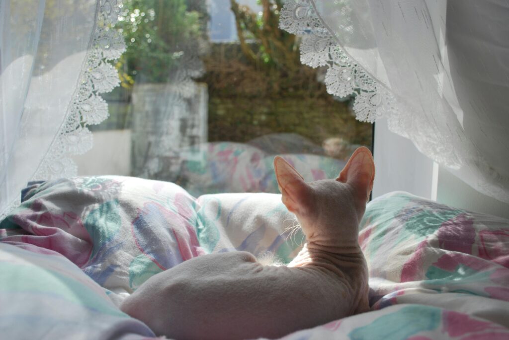 pexels cikret 35537068