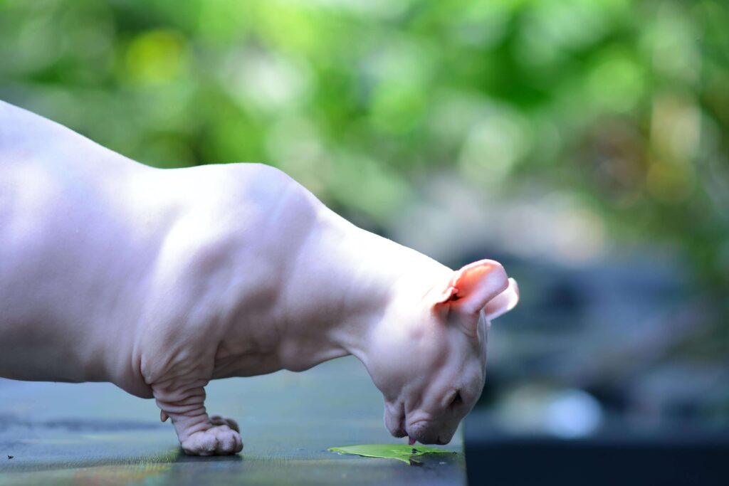 Dieta i ochrona skóry kota bez sierści – o czym musisz wiedzieć?